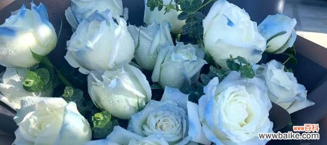解读碎冰蓝玫瑰的神秘信息 碎冰蓝玫瑰的花语和寓意
