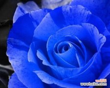 揭开碎冰蓝玫瑰的花语密码 碎冰蓝玫瑰花语之美丽与神秘