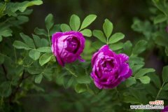 玫瑰花叶子干枯是什么原因，叶子黄了是什么原因