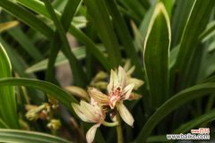 兰花不发芽是什么原因，怎么养才能多发芽