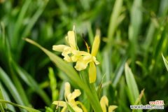 兰花叶颜色变浅了怎么办