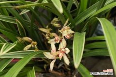 造成兰花空根的原因是什么，如何挽救空根兰花