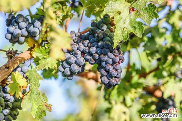 葡萄黄叶病有几种，治疗方法