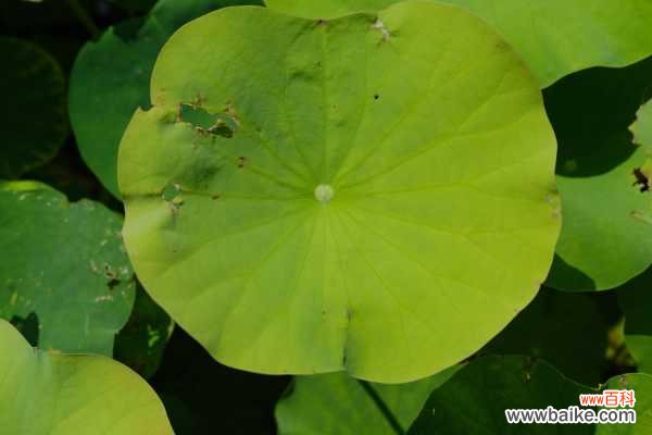 盆栽荷花叶子干枯原因，怎么处理