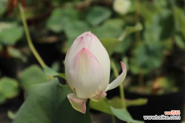 盆栽荷花叶子干枯原因，怎么处理