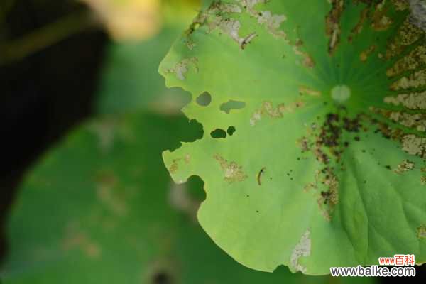 盆栽荷花叶子干枯原因，怎么处理