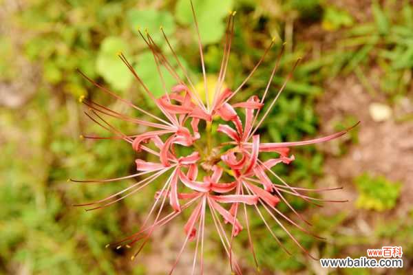 彼岸花叶子长什么样子，彼岸花叶子黄了怎么办