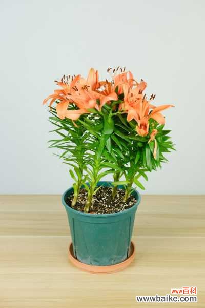 百合不开花的原因,不开花怎么办