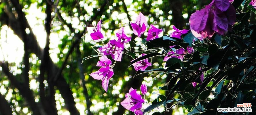 夏天的代表性植物有哪些?如何在夏季维护这些植物?