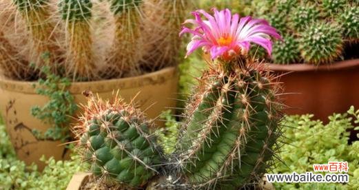 仙人掌开花有什么含义?预示着什么征兆?