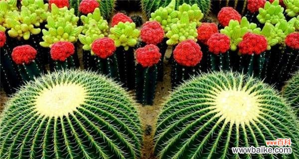 仙人掌开花有什么含义?预示着什么征兆?