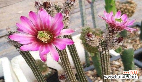 仙人指花代表什么意思？花语和象征意义是什么？