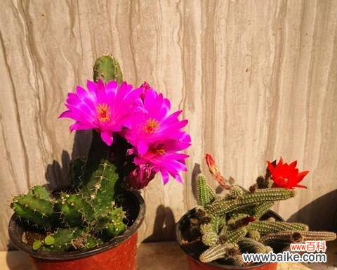 仙人指花代表什么意思？花语和象征意义是什么？