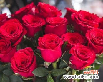 100朵玫瑰代表什么意思?送花时需要注意哪些事项?