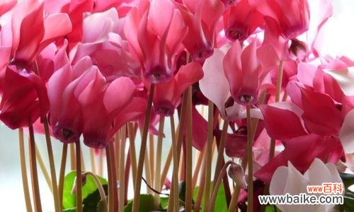 仙鹤来花的寓意是什么？如何正确解读仙鹤来花的象征意义？