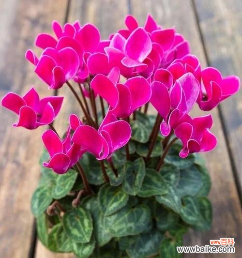 仙鹤来花的寓意是什么？如何正确解读仙鹤来花的象征意义？