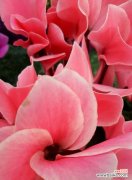 仙客来的花语是什么？仙客来花语的含义有哪些？