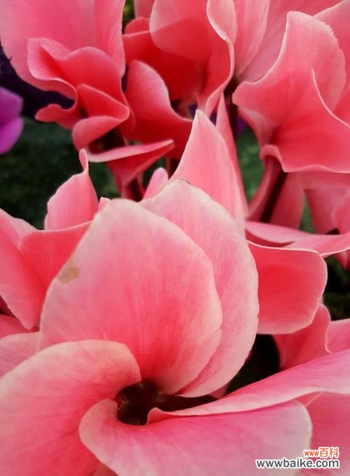 仙客来的花语是什么?仙客来花语的含义有哪些?