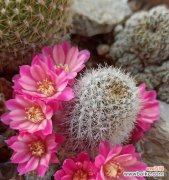 仙人球开花白色代表什么？白色仙人球花语有哪些含义？