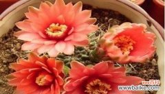 仙人球开花预示着什么意思？如何正确解读仙人球的花语？