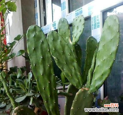 仙人掌象征哪个生肖？十二生肖中仙人掌的含义是什么？