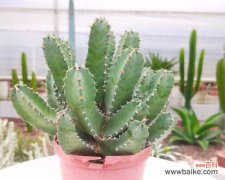 仙人掌象征哪个生肖？十二生肖中仙人掌的含义是什么？