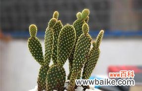 仙人掌象征哪个生肖？十二生肖中仙人掌的含义是什么？