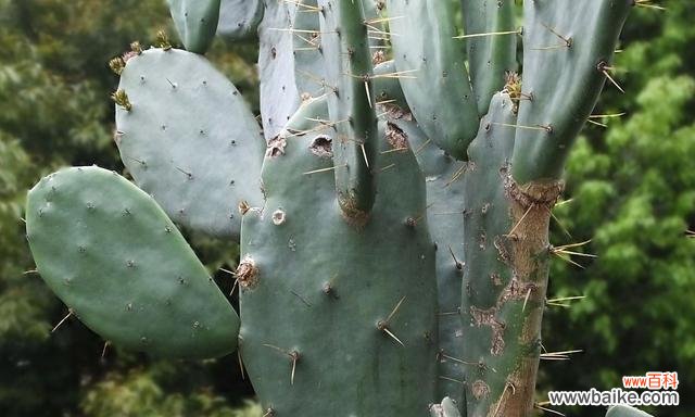 仙人掌花语象征与寓意是什么？如何理解仙人掌的花语？