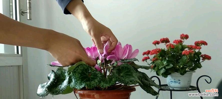 水分管理与养护技巧 仙客来多长时间浇一次水才合适?