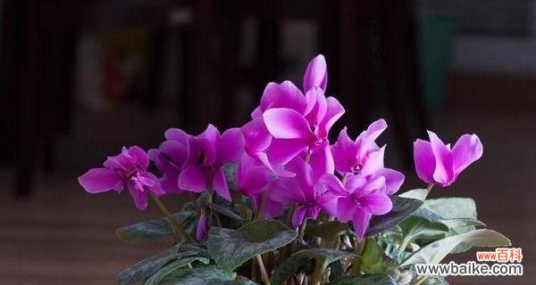 水分管理与养护技巧 仙客来多长时间浇一次水才合适?