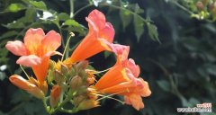 了解凌霄花的危害与养护方法 为什么家里不能养凌霄花？