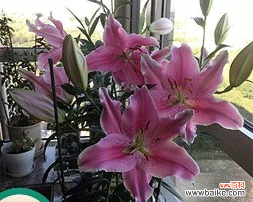 种植香水百合的方法