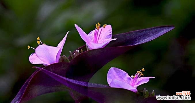 掌握养殖技巧，助力紫鸭跖草生长 紫鸭跖草的养殖技术