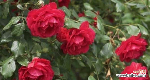 全面解析刺玫瑰花的养殖技巧及注意事项 如何成功养殖刺玫瑰花