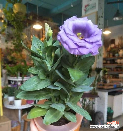 全面解析刺玫瑰花的养殖技巧及注意事项 如何成功养殖刺玫瑰花