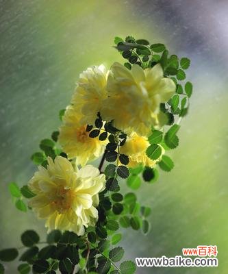 全面解析刺玫瑰花的养殖技巧及注意事项 如何成功养殖刺玫瑰花