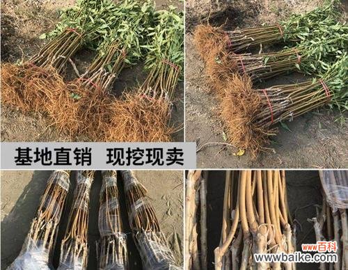 从选苗到成活全程解析,让您的果树倍受关爱 嫁接树苗的技术与方法