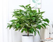 选择适合室内的绿植，让家里充满生机 室内养护绿植指南