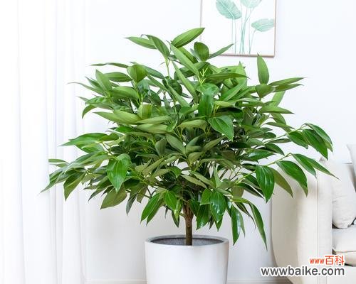选择适合室内的绿植，让家里充满生机 室内养护绿植指南