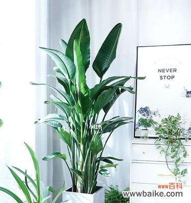 选择适合室内的绿植，让家里充满生机 室内养护绿植指南