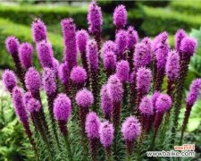 让您的花园永不凋零 多年生花卉种子的培育与栽培技巧