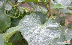 白粉病危害严重，做好幸福树的防治工作才能保证美观和健康 幸福树白粉病的防治方法