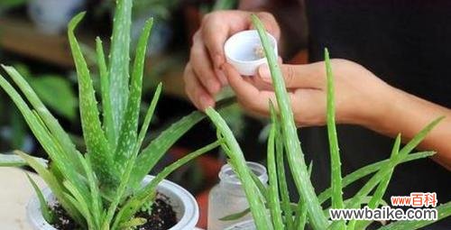 打造自家花园,享受春天的美好 春季家庭盆栽养花指南