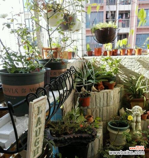 打造自家花园,享受春天的美好 春季家庭盆栽养花指南