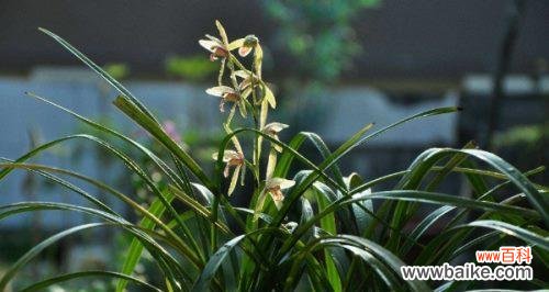 兰花浇水多久一次？