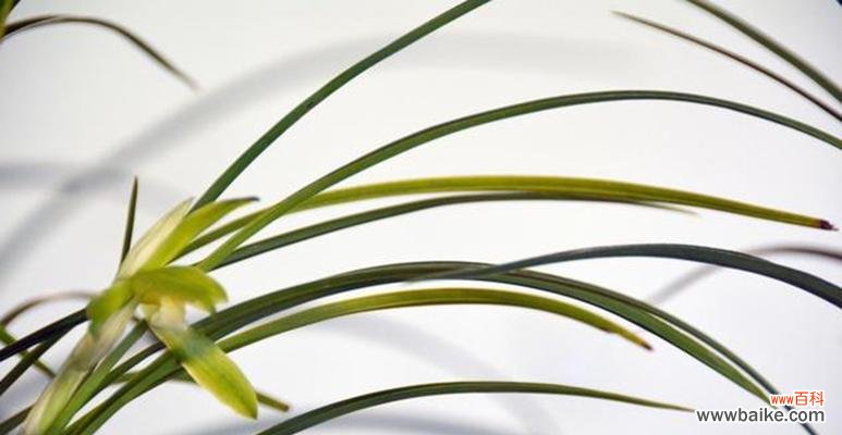 兰花浇水多久一次？