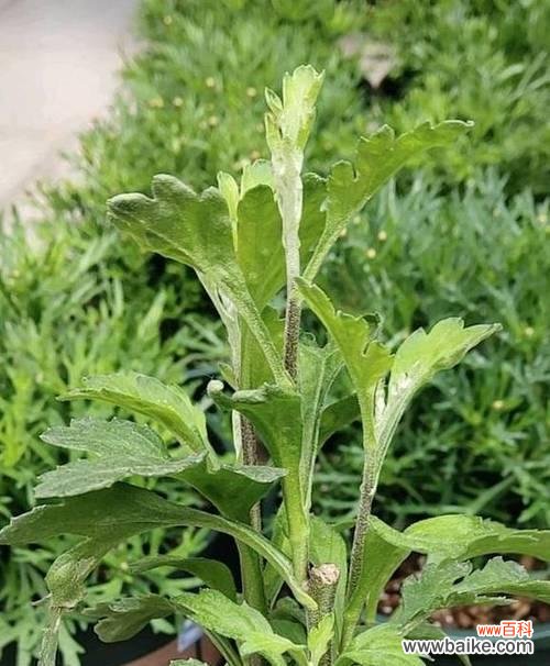 打造美丽花园的关键 菊花盆栽的养护方法