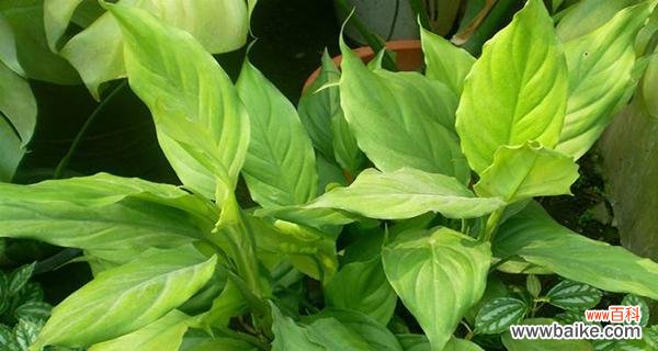 如何用简单的方法让大叶万年青快速生根成活？ 大叶万年青扦插方法详解