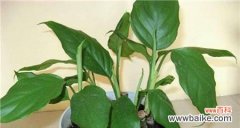 如何用简单的方法让大叶万年青快速生根成活？ 大叶万年青扦插方法详解