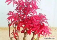 让盆景长青不凋零 红枫盆景的养护方法